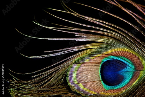 Close-up of peacock feather with vibrant blue eye and golden green iridescence on dark background, detailed texture and elegant natural pattern.