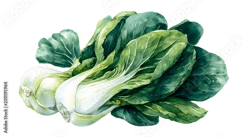 Watercolor illustration of fresh green bok choy. Hand-painted botanical artwork showcasing healthy leafy vegetables, ideal for organic produce, culinary themes, and nutritious Asian cooking