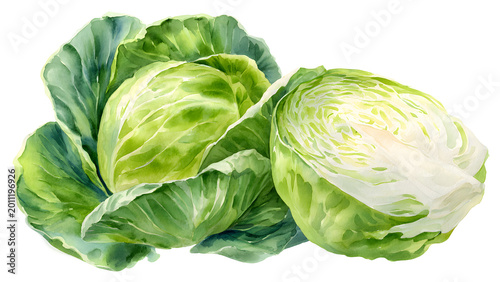 Vibrant green cabbage watercolor illustration, featuring a whole head and a neatly halved vegetable, perfect for healthy eating concepts and fresh culinary designs