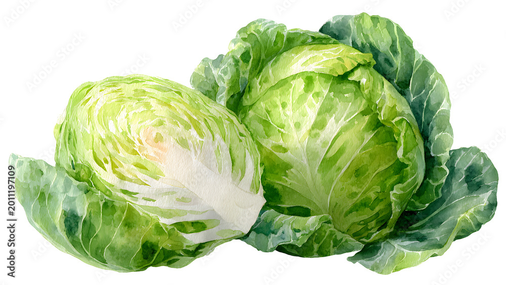Fototapeta premium Vibrant watercolor illustration capturing the fresh, healthy essence of green cabbage, ideal for food, nutrition, and natural ingredient concepts