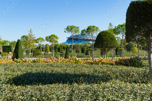 Foto Topiary trimmed Yew Taxus baccata (English yew), surrounded by dense neatly trim