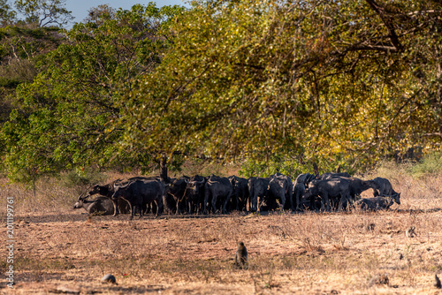 Fényképezés The water buffalos Bubalus bubalis or domestic buffalos is a large bovid native to the Indian subcontinent, Southeast Asia and China