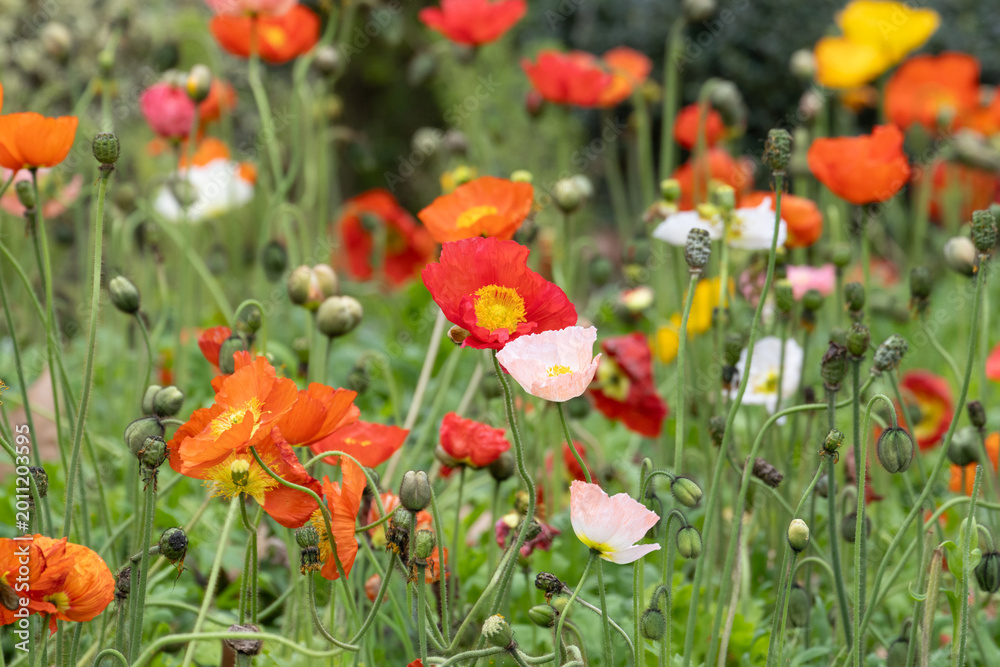 Obraz premium Field of Colorful Iceland Poppies in Bloom