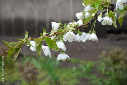 Canvas-taulu Water drops on branch of blossoming sweet cherry tree in April