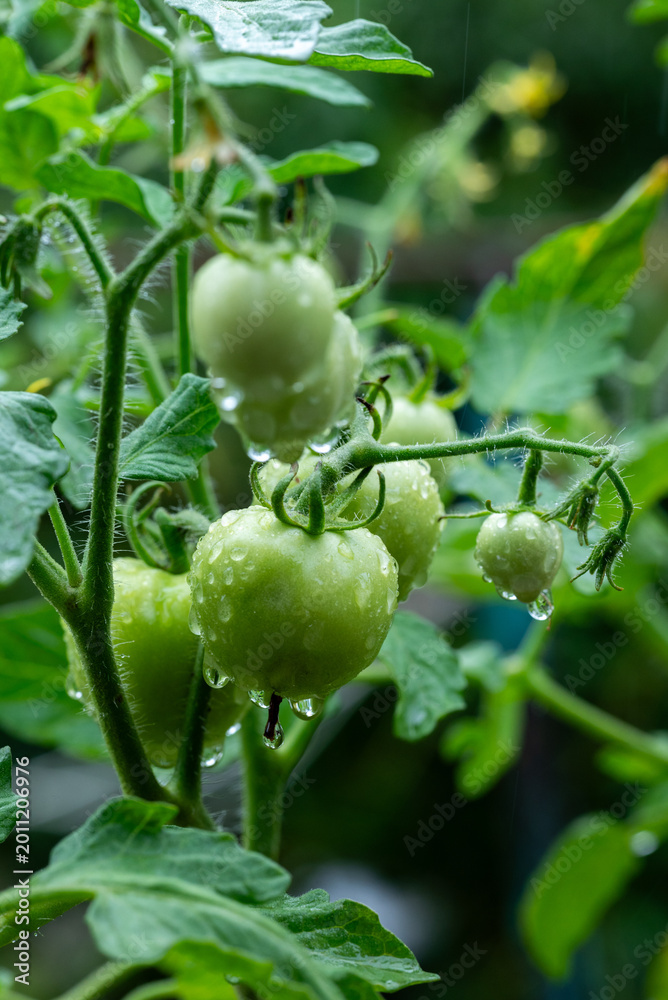 Fototapeta premium Close-up of fresh green tomatoes growing on the vine with water droplets after rain.