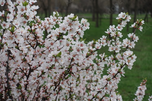 Obraz na płótnie Gobs of white flowers of Prunus tomentosa with dew in April