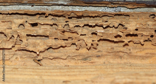 Texture of rotten board eaten by worms.