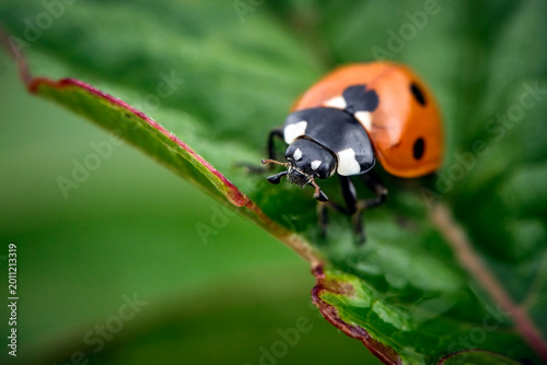 Siebenpunkt Marienkäfer ( Coccinella septempunctata ).