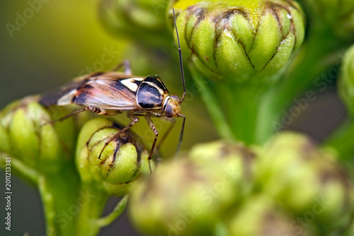 Gemeine Wiesenwanze ( Lygus pratensis ).