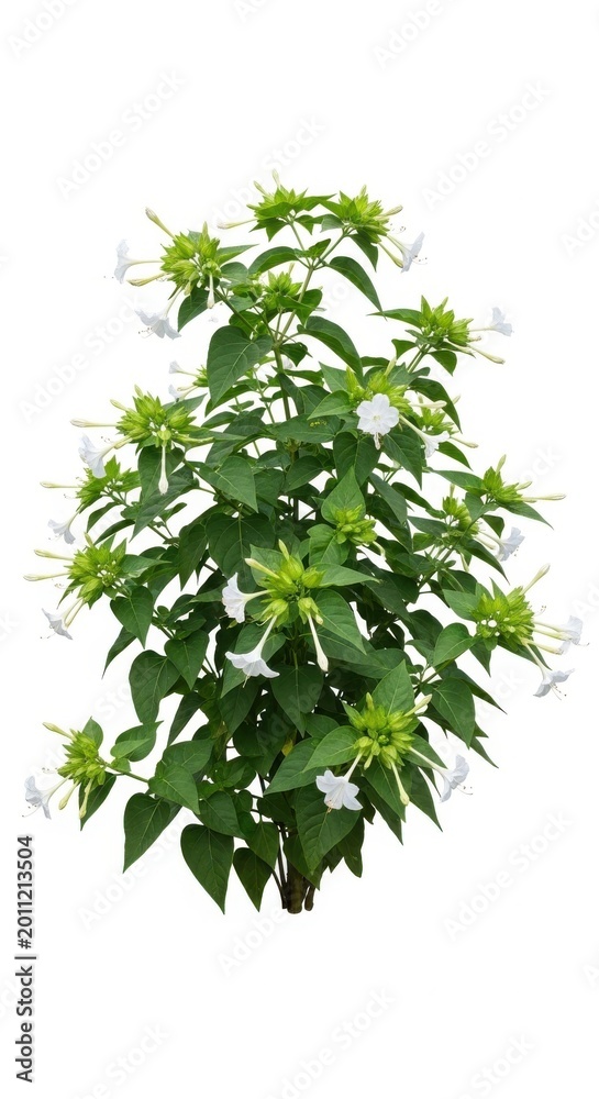 Obraz premium Blooming Mirabilis Jalapa Red Flower Bush Isolated on White Background