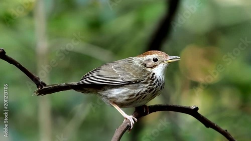Puff-throated Babbler or Spotted Babbler Pellorneum ruficeps act on the wood