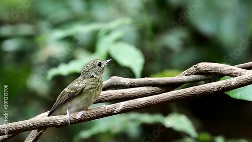 Blue-throated Flycatcher perched on a tree branch against nice green blurred back ground.