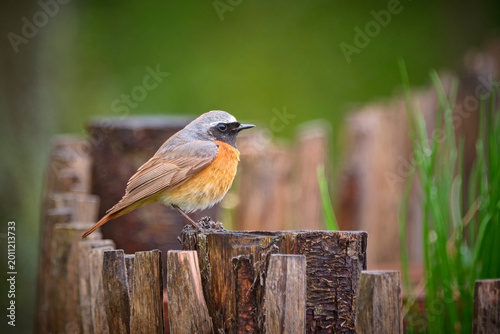 Gartenrotschwanz ( Phoenicurus phoenicurus ).