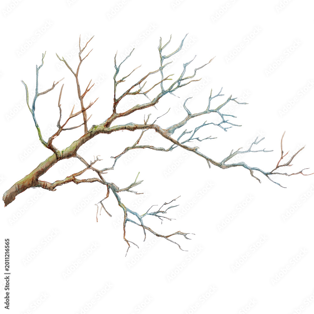 Obraz premium Watercolor - Branch&nbsp;spring watercolor illustration isolated on white transparent background.