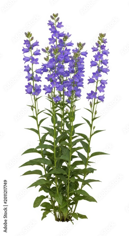 Obraz premium Tall Purple Penstemon Flowers Isolated on White Background, Summer Bloom