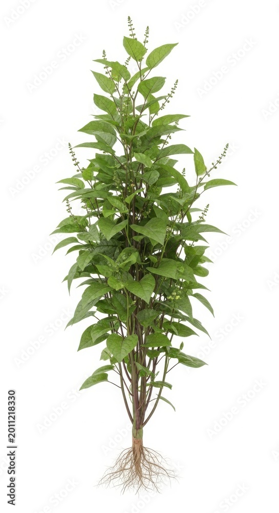 Fototapeta premium Green Basil Plant with Visible Roots Isolated on White Background Full Growth