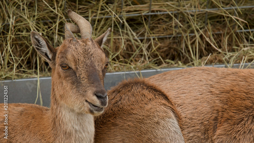 Canvastavla Brown Horned Goat Chewing Hay in a Scottish Highlands Farm Enclosure