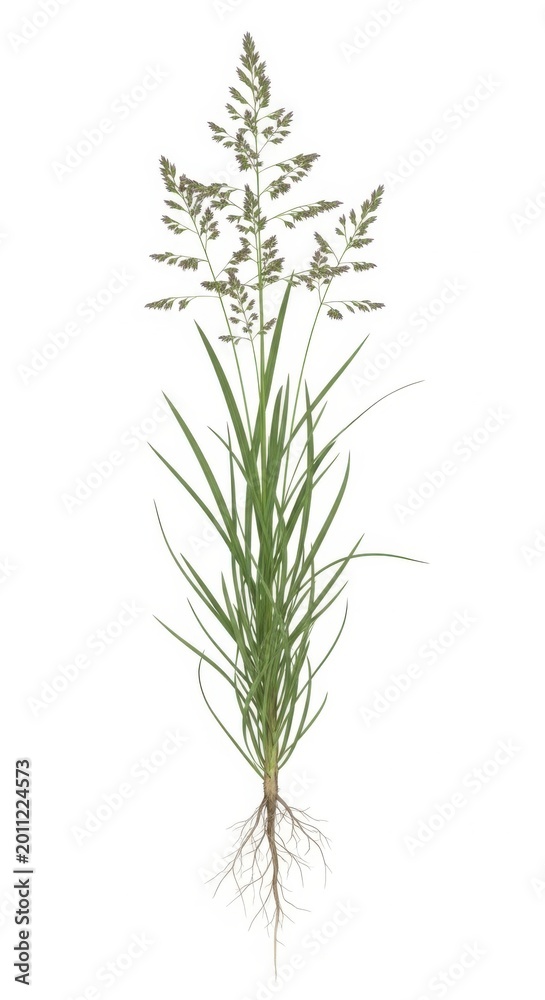 Fototapeta premium Tall Green Grass Plant with Visible Roots and Seed Head on White Background
