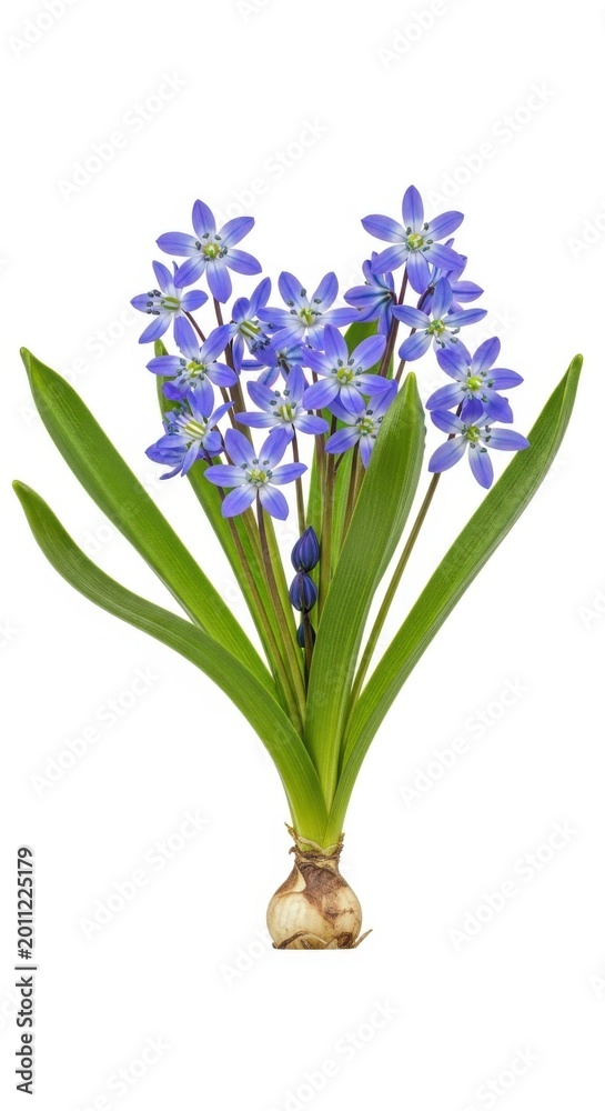 Fototapeta premium Blue Scilla Flowers Plant with Bulb and Green Leaves, Spring Blossom Isolated
