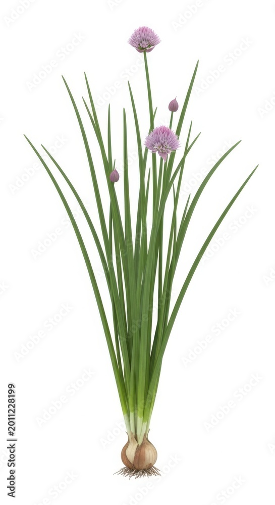 Fototapeta premium Chives Plant With Pink Flowers Isolated on White Background - Culinary Herb