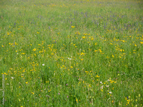 Tall grass field of wildflowers