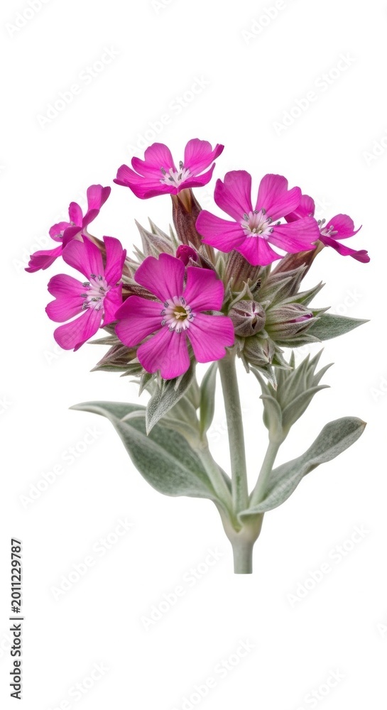 Obraz premium Pink Catchfly Flower Blossom Isolated on White Background, Summer Flora