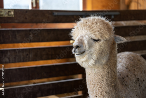 Bild auf Leinwand White alpaca portrait inside wooden barn with hay on fur and shallow depth of fi
