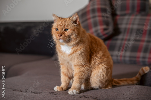 Photos red-haired cat on a gray sofa lies under a blue woolen knitted blanket