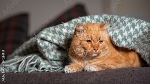 Photography red-haired cat on a gray sofa lies under a blue woolen knitted blanket