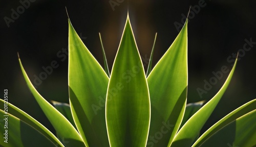 Φωτογραφία Agave Attenuata (Foxtail Agave) a native, subtropical ornamental plant with symmetrical backlit, green, spineless leaves on a dark background texture