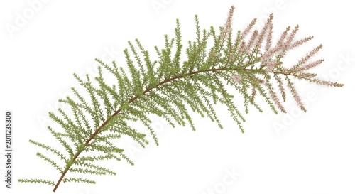 Tamarix Plant Branch with Delicate Pink Blossoms on White Background
