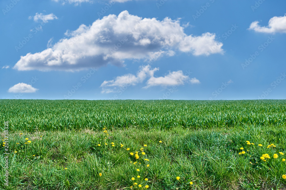 Fototapeta premium Field, flowers and farming with grain in nature for agriculture, harvest crops and green vegetation. Blue sky, countryside or farmland with dandelion for cultivation, rice production and horticulture