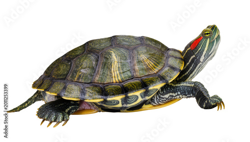 Fotografie Red-eared slider turtle with green patterned shell, isolated on transparent back