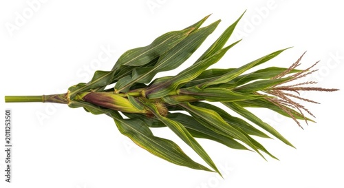 Corn Plant Growth Fresh Green Maize Stalk with Leaves and Tassels Isolated on White