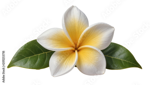 Bild auf Leinwand White and yellow plumeria flower with green leaves, isolated on transparent back