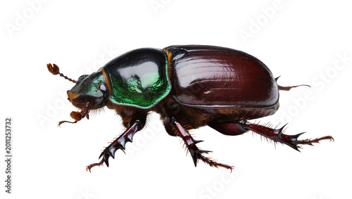 Slika na platnu Dark brown scarab beetle with iridescent green thorax, isolated on transparent b