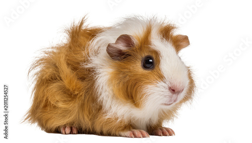 Photos Fluffy brown and white guinea pig, isolated on transparent background