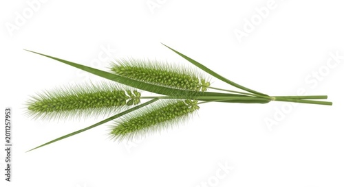 Green Foxtail Grass Seed Heads Isolated on White Background