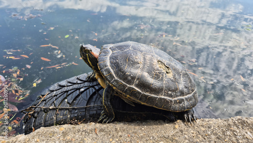 Obraz na płótnie A red-eared slider turtle basking on a discarded tire at the edge of a pond, with cloudy sky reflections visible on the water's surface