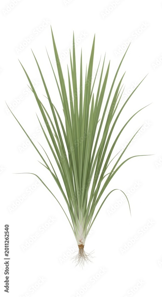 Fototapeta premium Green Grass Plant Isolated on White Background with Roots - Fresh Nature Element