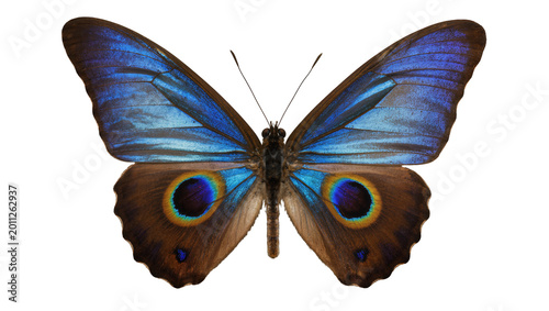 Photos Blue morpho butterfly with iridescent wings, isolated on transparent background