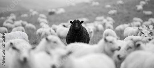 Black sheep standing out from a white flock in a meadow. Metaphor for individuality, uniqueness, and standing apart from the crowd. Concept of diversity and nonconformity in society.