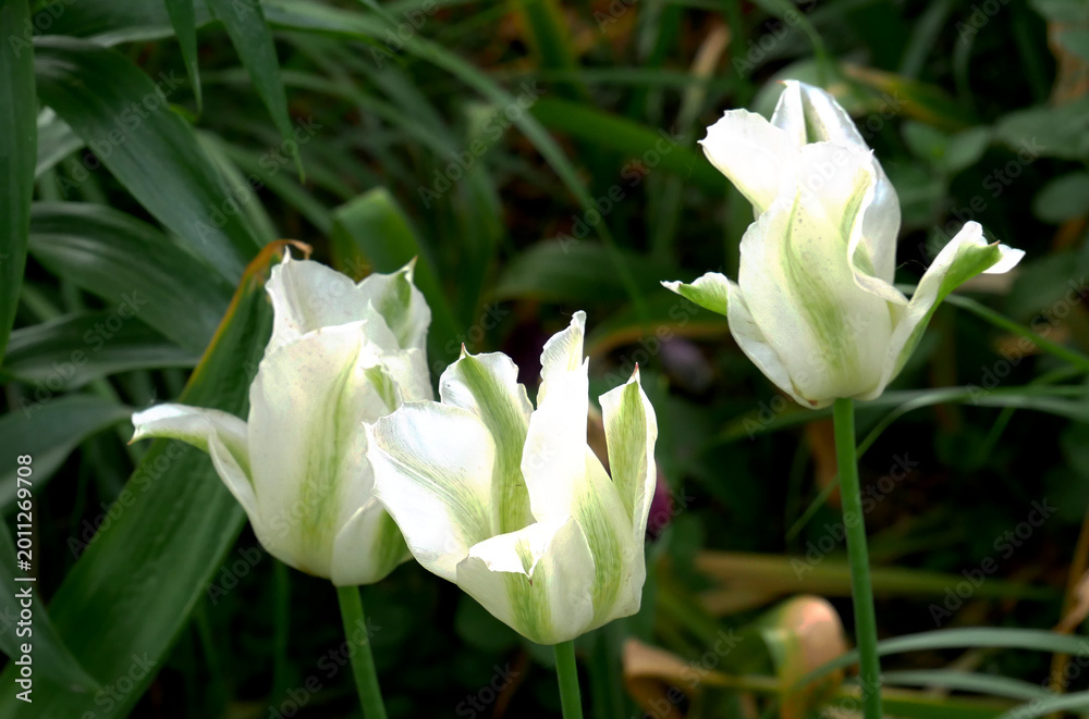Fototapeta premium Three white and green striped tulips are in bloom against a blurred green background.