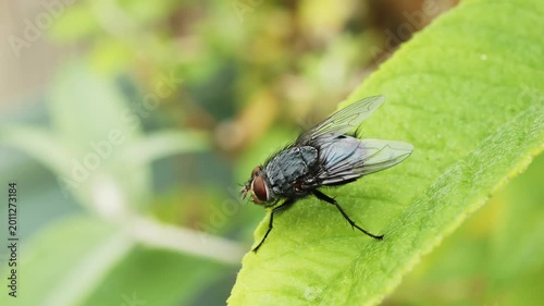 Fly sitting on green leaf extreme macro close up stock footage