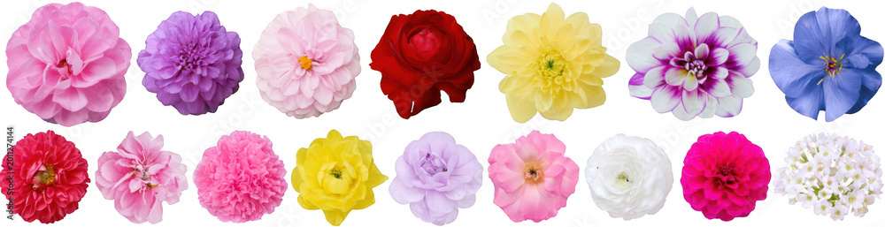Fototapeta premium Collection of sixteen diverse flowers on a white background