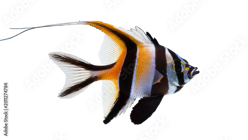 Bild auf Leinwand Moorish idol fish with distinctive black white and yellow stripes, isolated on t