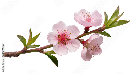 Delicate pink peach blossoms with green leaves on a branch, isolated on transparent background