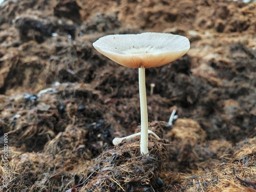 Photos A solitary mushroom emerging from a dense bed of decomposing organic material, likely manure or compost