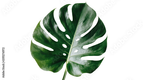 Large green monstera deliciosa leaf with natural holes, isolated on transparent background