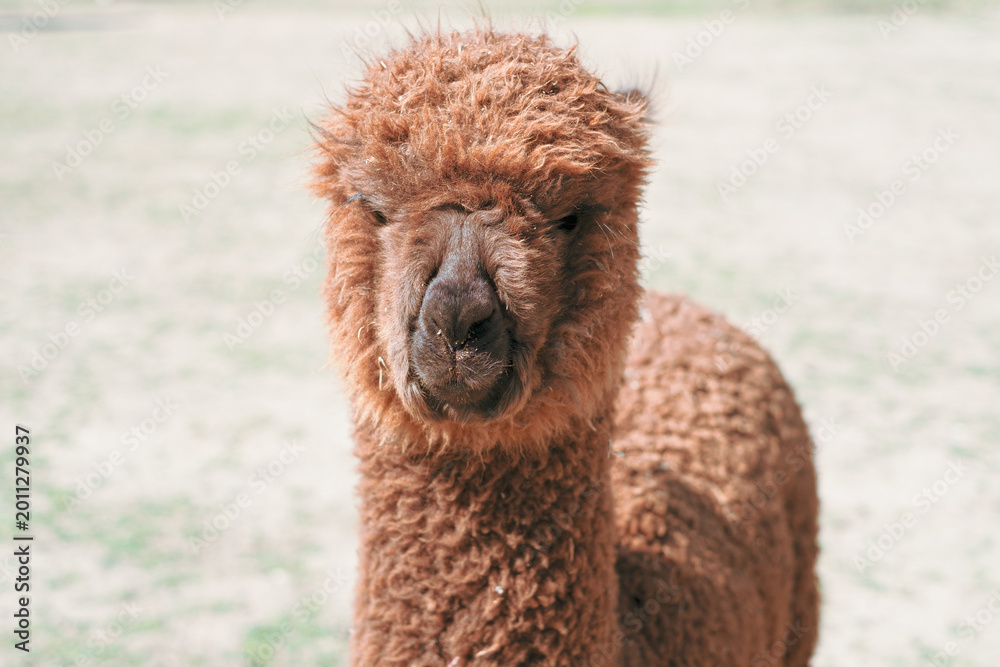Fototapeta premium Alpaca alone grazing in the mountains